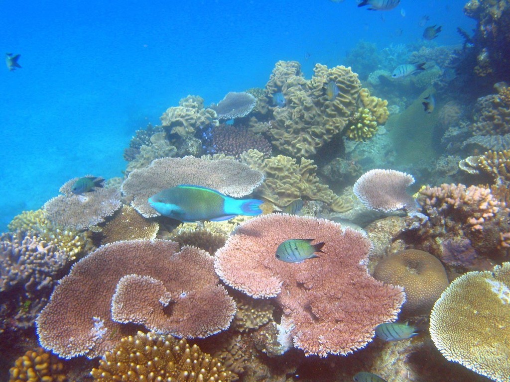 Parrot fish © ARC Centre of Excellence Coral Reef Studies http://www.coralcoe.org.au/